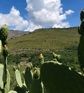 Image-4